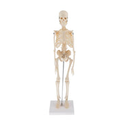 SHUNZAOR Flexible  Human Anatomical Anatomy Skeleton decoration Model  anatomical Skeleton toys human skelet  model teaching tools